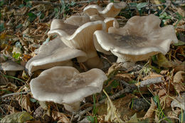 Image de Clitocybe nebularis (Batsch) P. Kumm. 1871