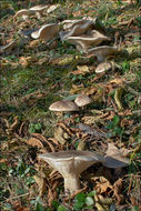 Image de Clitocybe nebularis (Batsch) P. Kumm. 1871