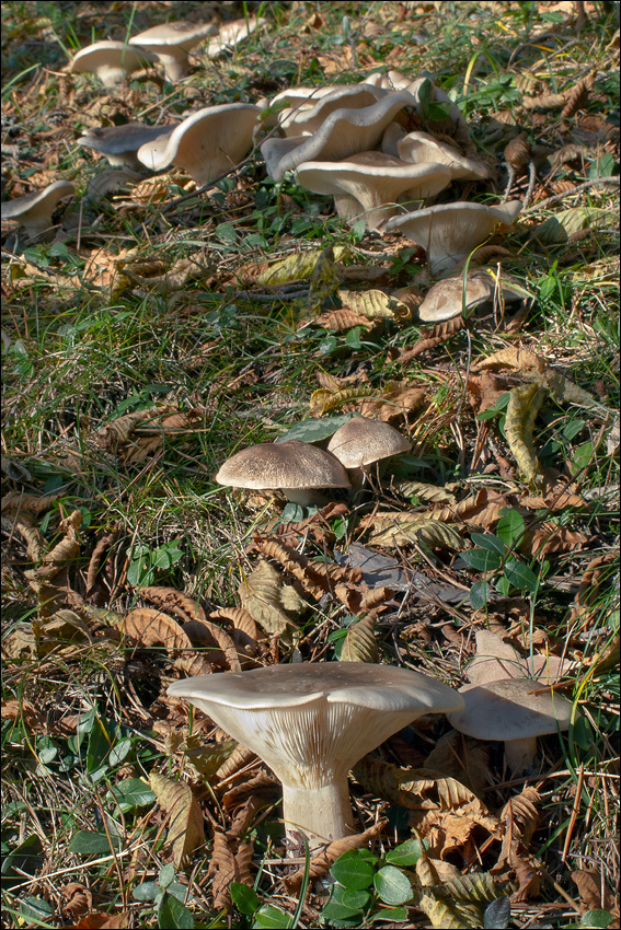 Image de Clitocybe nebularis (Batsch) P. Kumm. 1871