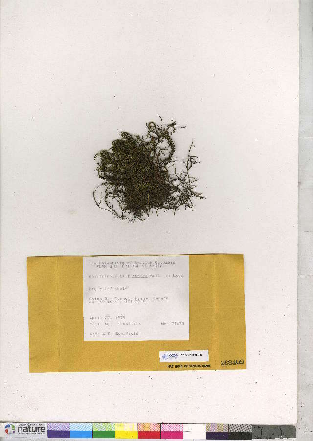 Image of antitrichia moss