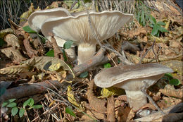 Image de Clitocybe nebularis (Batsch) P. Kumm. 1871