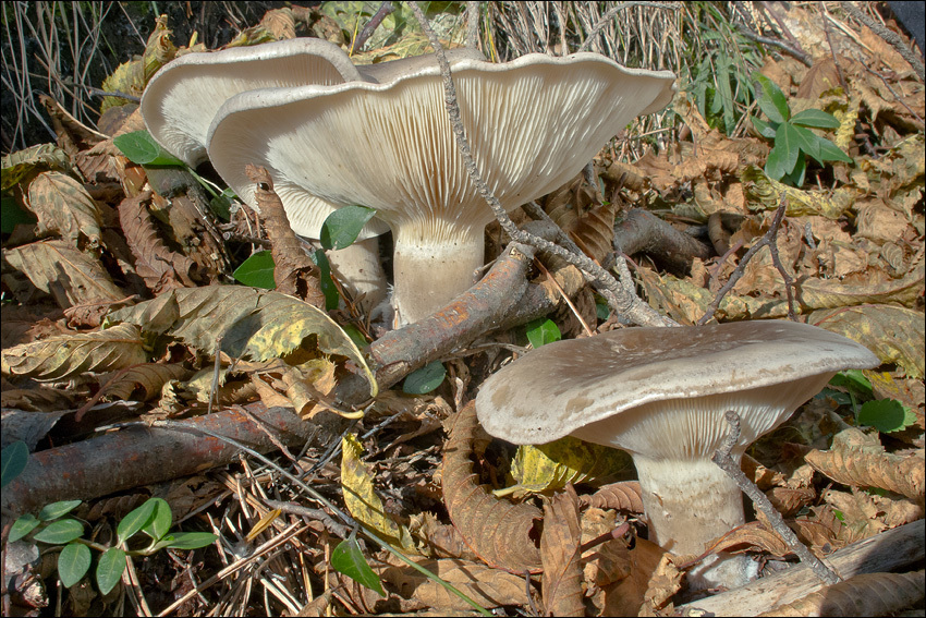 Image de Clitocybe nebularis (Batsch) P. Kumm. 1871