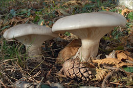 Image de Clitocybe nebularis (Batsch) P. Kumm. 1871