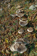 Image de Clitocybe nebularis (Batsch) P. Kumm. 1871