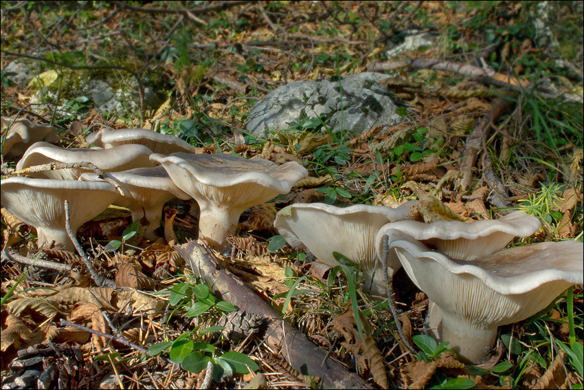 Image de Clitocybe nebularis (Batsch) P. Kumm. 1871