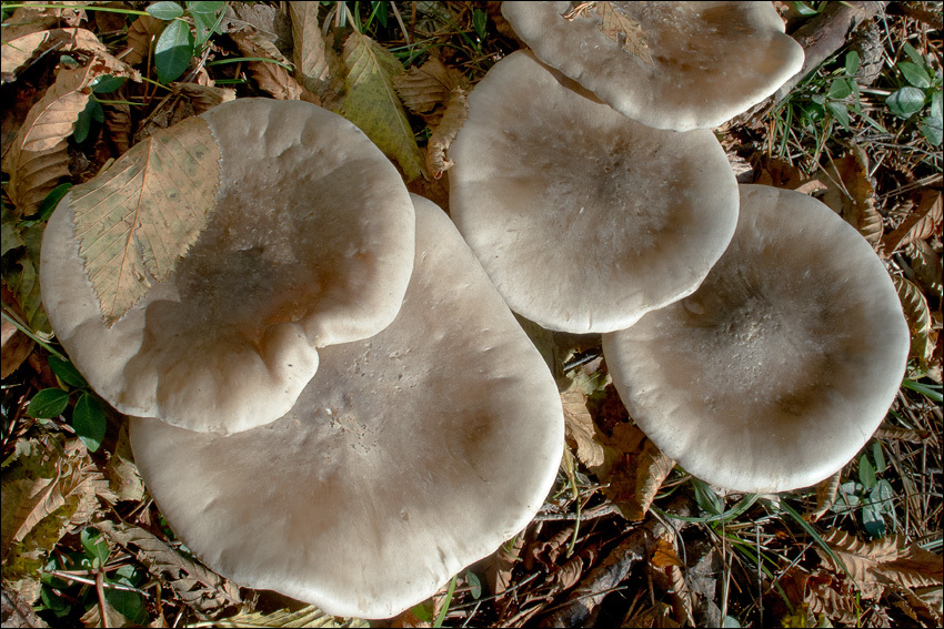 Image de Clitocybe nebularis (Batsch) P. Kumm. 1871