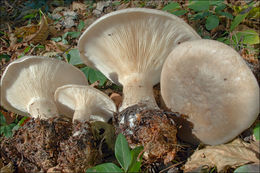 Image de Clitocybe nebularis (Batsch) P. Kumm. 1871