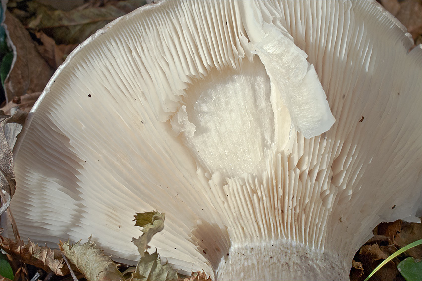 Image de Clitocybe nebularis (Batsch) P. Kumm. 1871