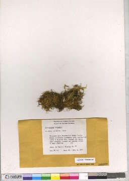 Image of claopodium moss