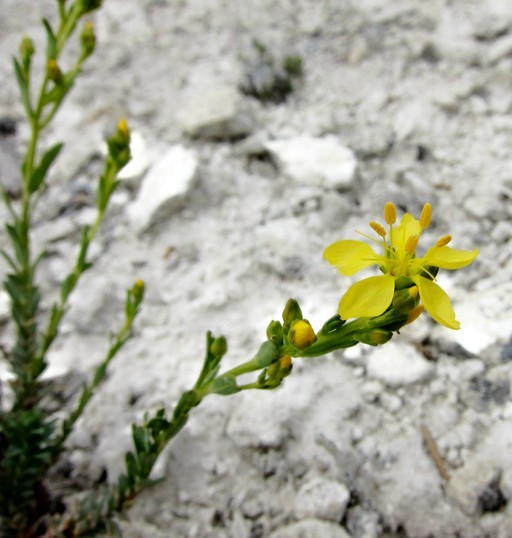 Image of King's flax