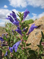 Image of nose skullcap