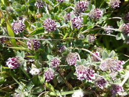 Sivun Trifolium macraei Hook. & Arn. kuva