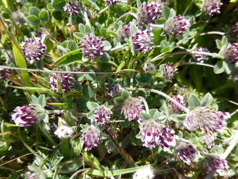 Image of Chilean clover