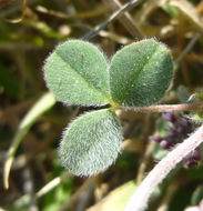 Слика од Trifolium macraei Hook. & Arn.