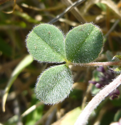 Image of Chilean clover