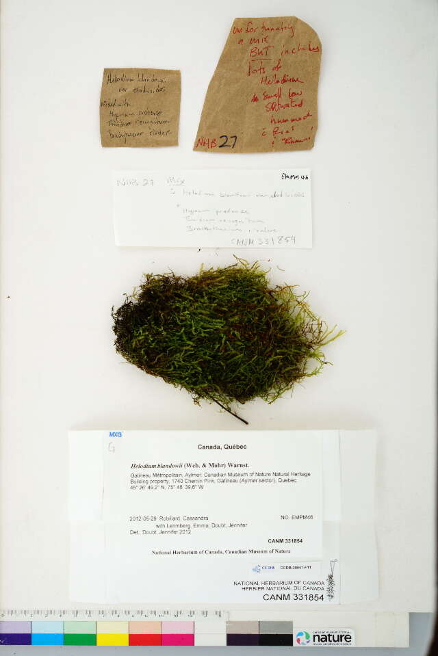 Image of thuidium moss