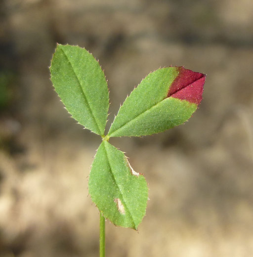 Sivun Trifolium variegatum var. variegatum kuva