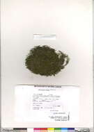 Image of anomodon moss