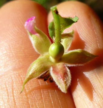 Imagem de Rosa gymnocarpa Nutt. ex Torr. & Gray