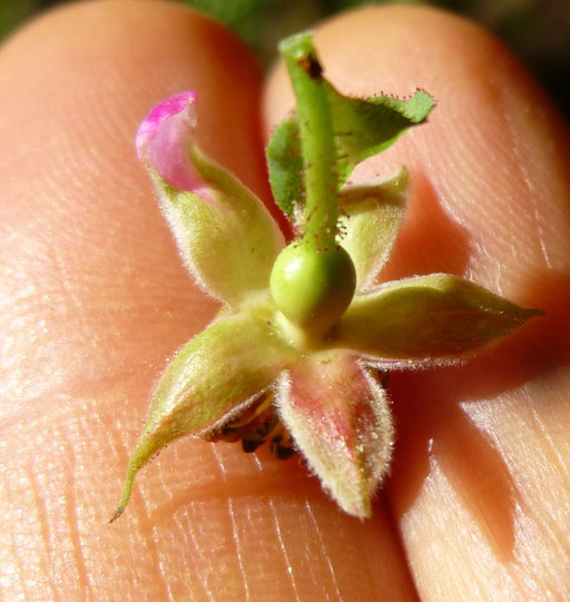 Слика од Rosa gymnocarpa Nutt. ex Torr. & Gray