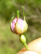 Imagem de Rosa gymnocarpa Nutt. ex Torr. & Gray