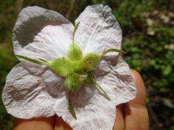 Image of thimbleberry