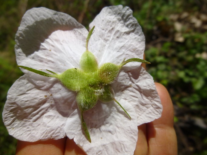 Image of thimbleberry