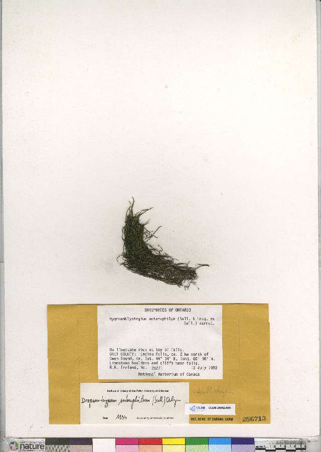 Image of hygroamblystegium moss