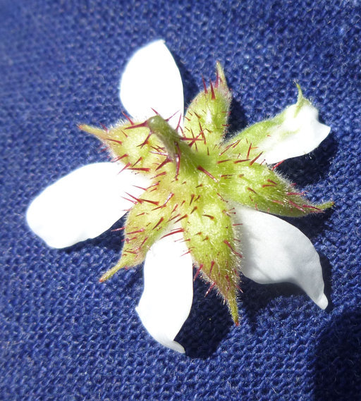 Слика од Rubus ursinus Cham. & Schltdl.