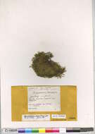 Image of drepanocladus moss