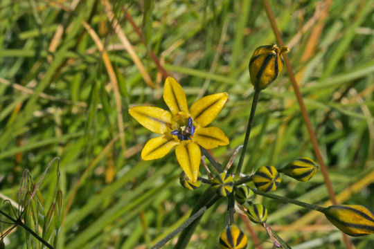 Слика од Triteleia dudleyi Hoover