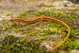 Image of Blue Ridge Two-Lined Salamander