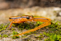 Image of Blue Ridge Two-Lined Salamander