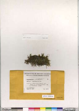 Image of drepanocladus moss