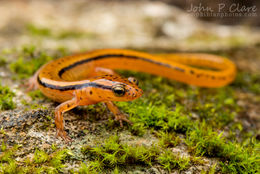 Image of Blue Ridge Two-Lined Salamander