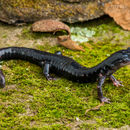 Imagem de Plethodon meridianus Highton & Peabody 2000