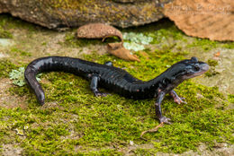 Слика од Plethodon meridianus Highton & Peabody 2000