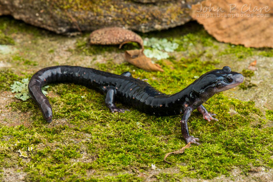 Image of Plethodon meridianus Highton & Peabody 2000