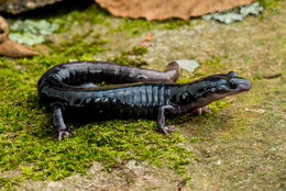 Слика од Plethodon meridianus Highton & Peabody 2000