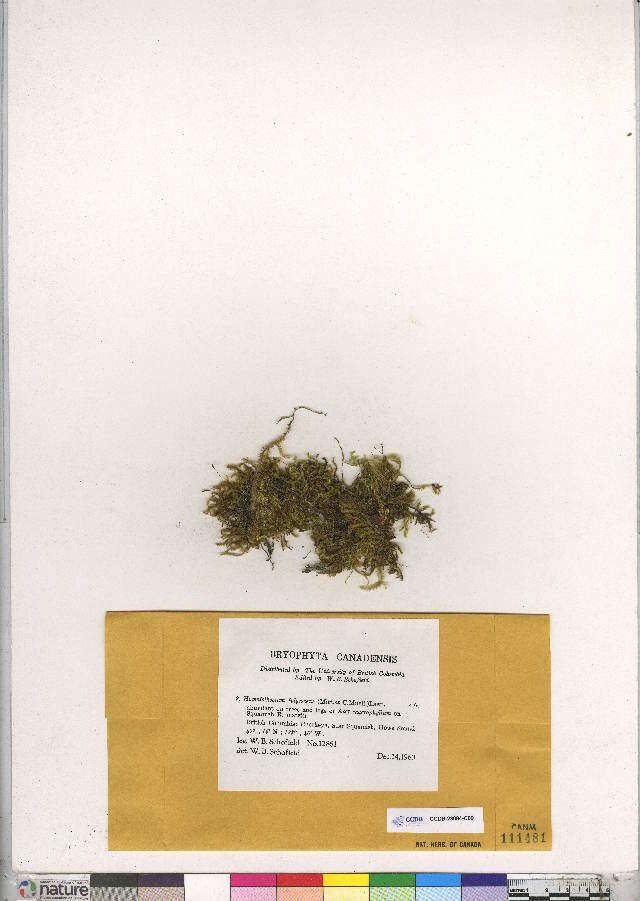 Image of homalothecium moss