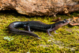 Слика од Plethodon meridianus Highton & Peabody 2000