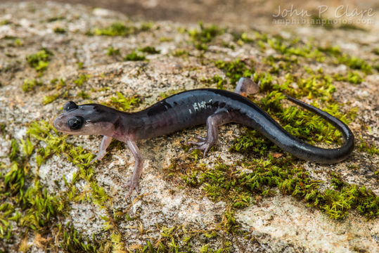 Image of Plethodon amplus Highton & Peabody 2000