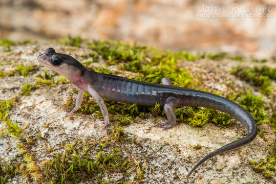 Sivun Plethodon amplus Highton & Peabody 2000 kuva