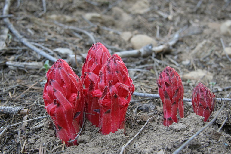 Image of snowplant