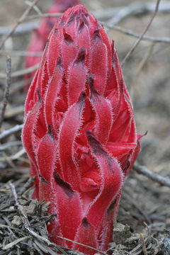 Image of snowplant