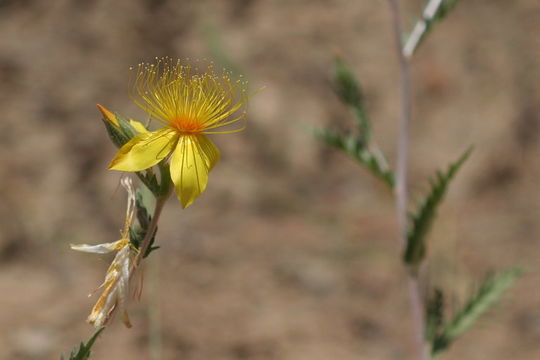 Image of Sierra blazingstar