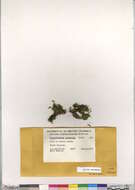 Image of Brachythecium moss family