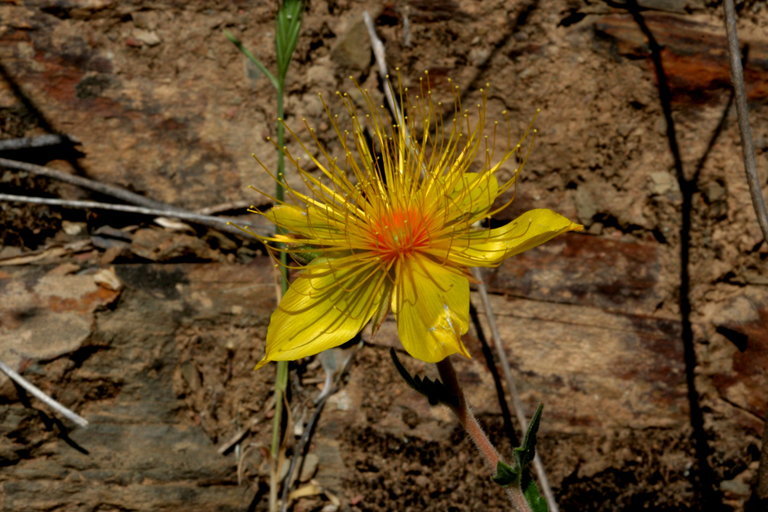 Image of Sierra blazingstar