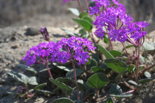 Image de Abronia villosa var. aurita (Abrams) Jeps.