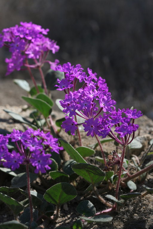 Sivun Abronia villosa var. aurita (Abrams) Jeps. kuva